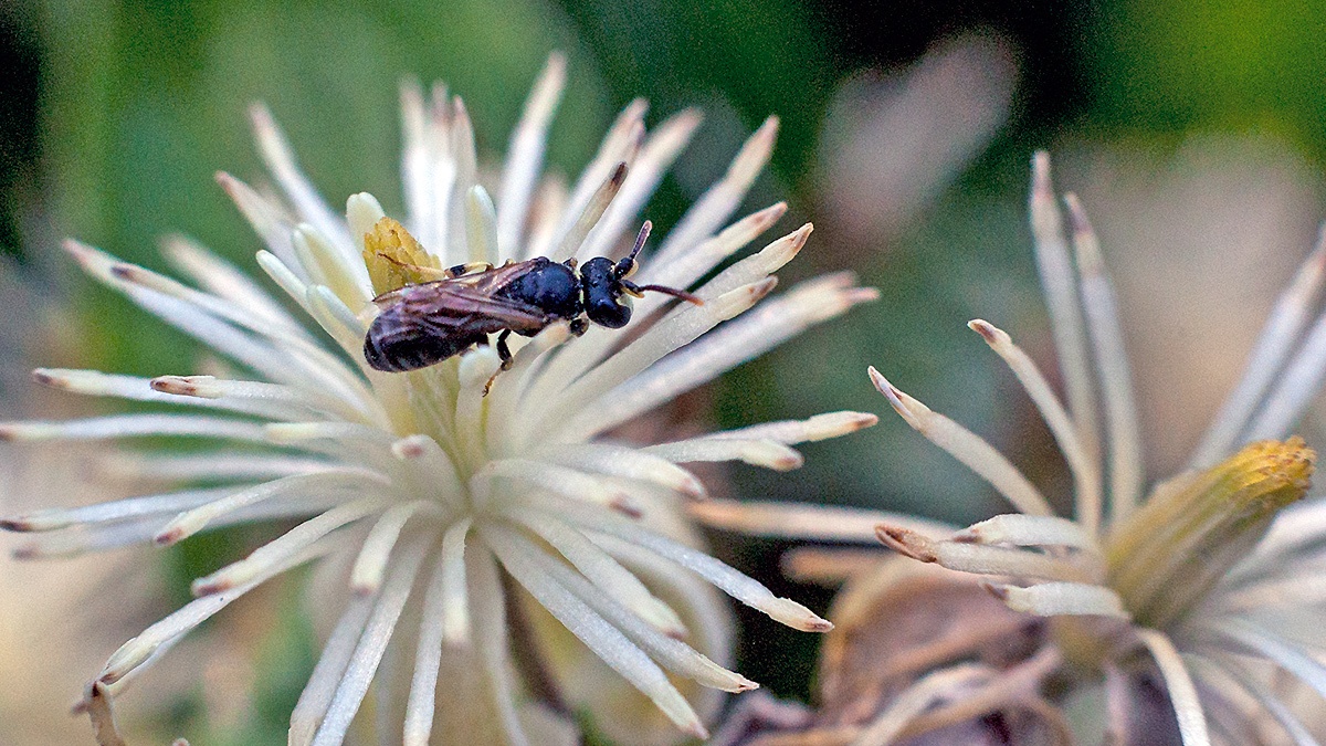 Chalk Yellow-face Bee [Hylaeus dilatatus]