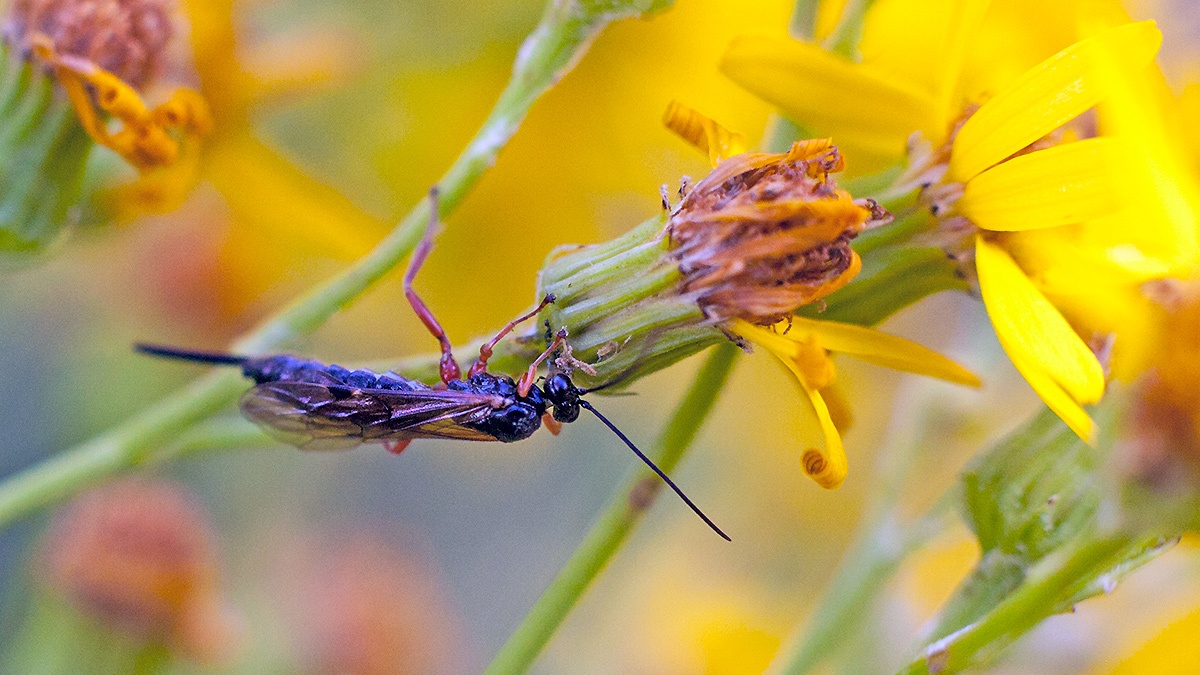 ichneumon wasp [Endromopoda detrita?]