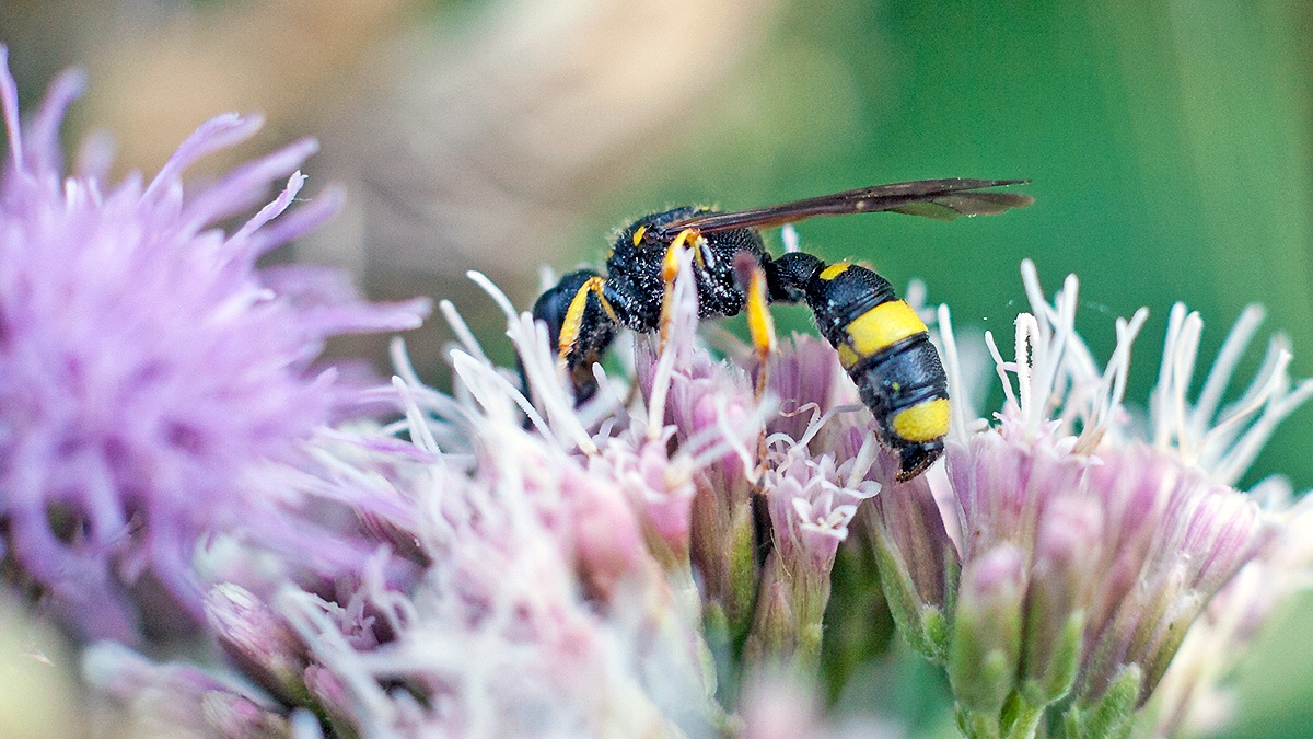 Ornate-tailed Digger Wasp [Cerceris rybyensis]