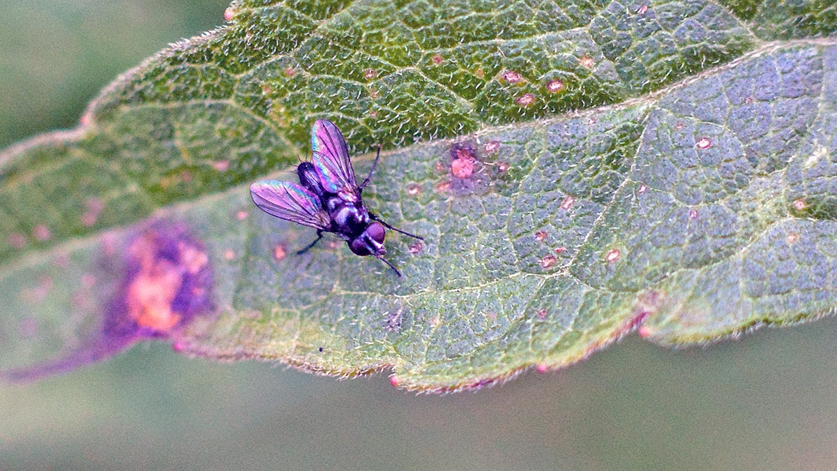 Pouting Woodlouse-Fly [Rhinophora lepida]