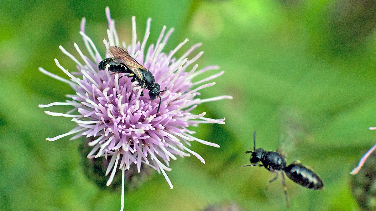 Common Yellow-face Bee [Hylaeus communis]
