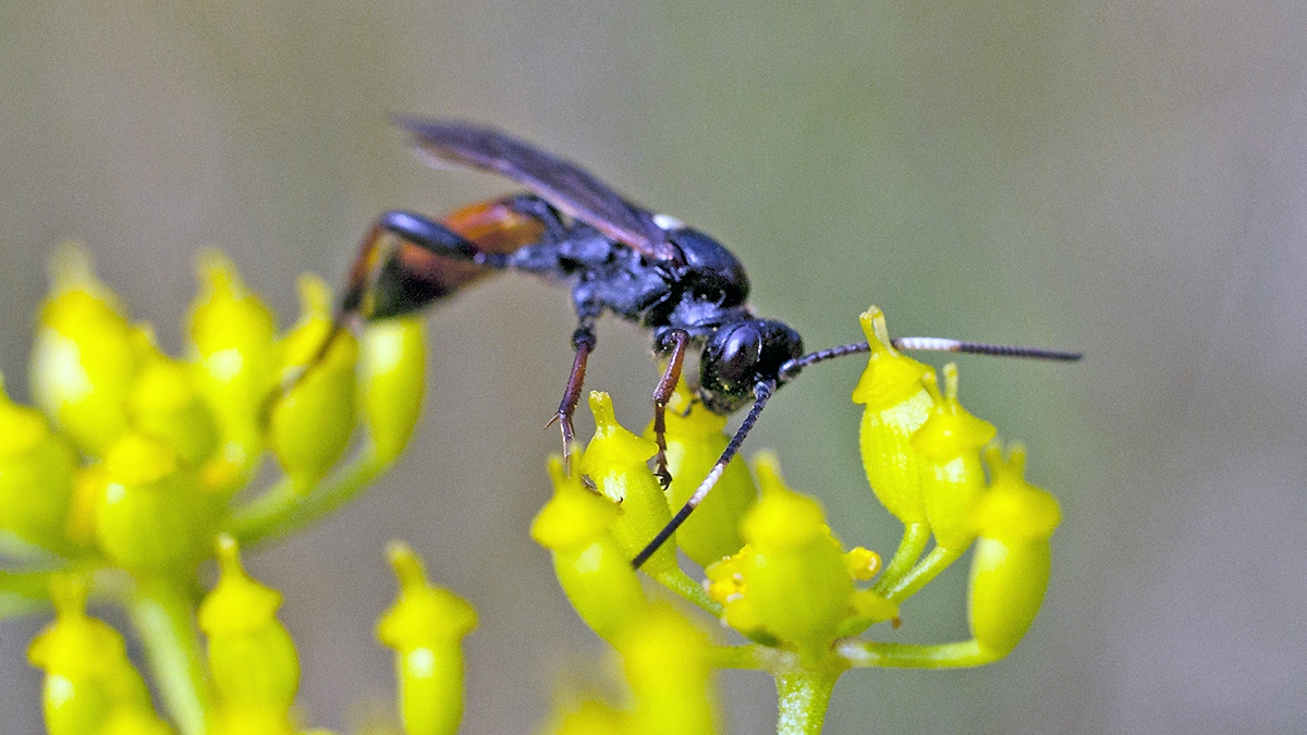 ichneumon wasp [Ichneumon suspiciosus?]