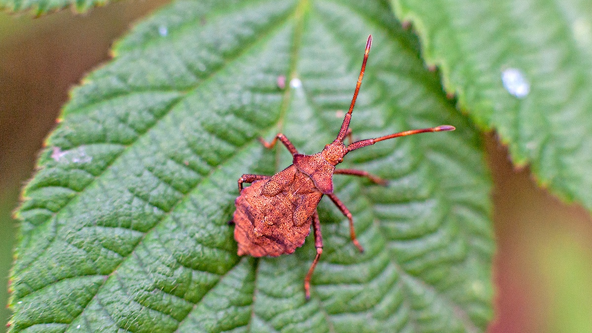 Dock Bug [Coreus marginatus]