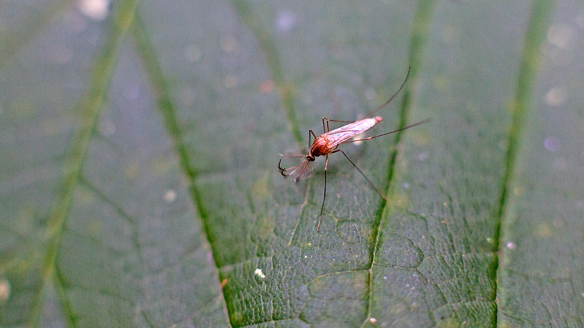 house mosquito [Culex sp.]