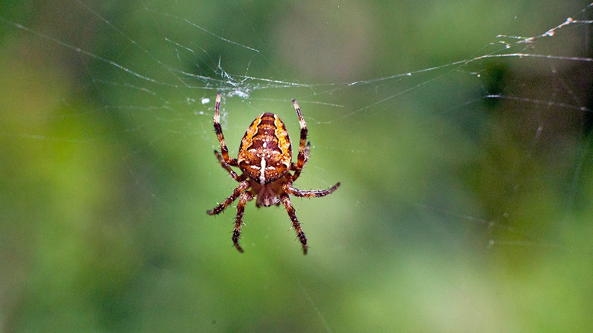 European Garden Spider [Araneus diadematus]