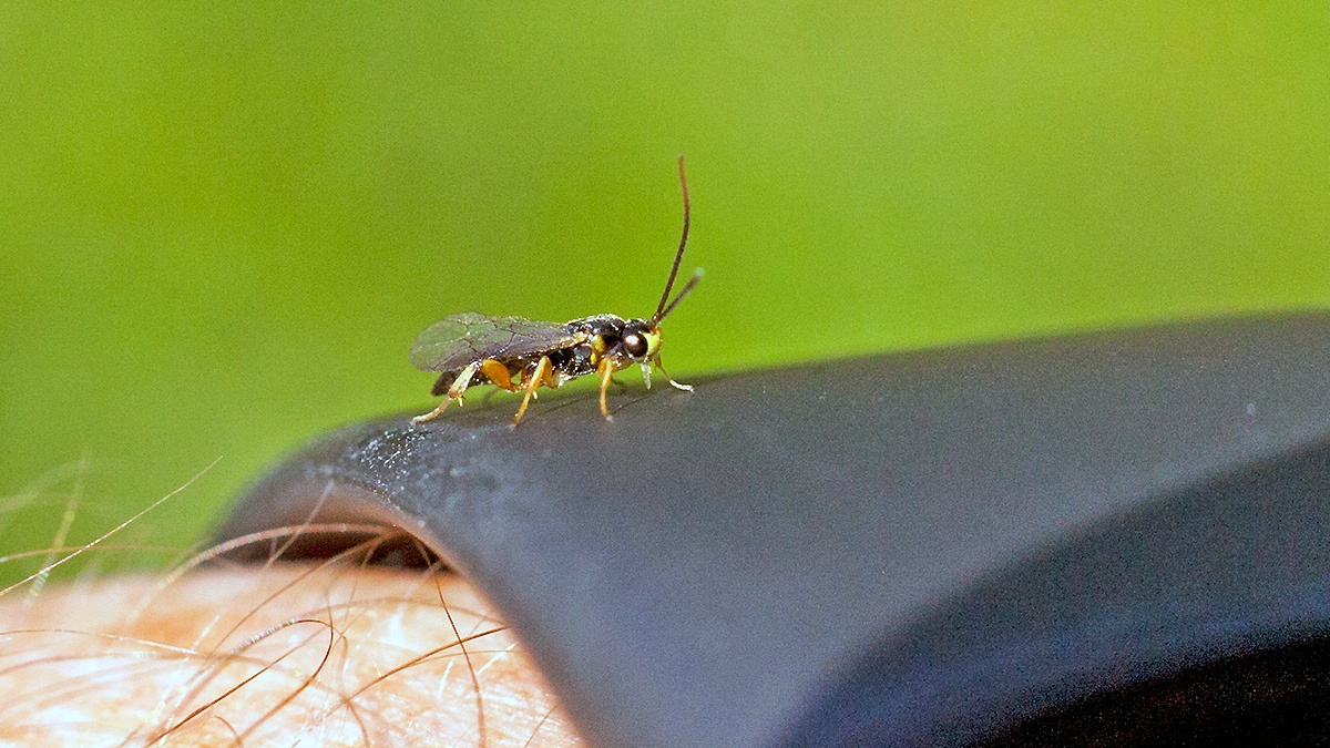 ichneumon wasp [Orthocentrus sp.]