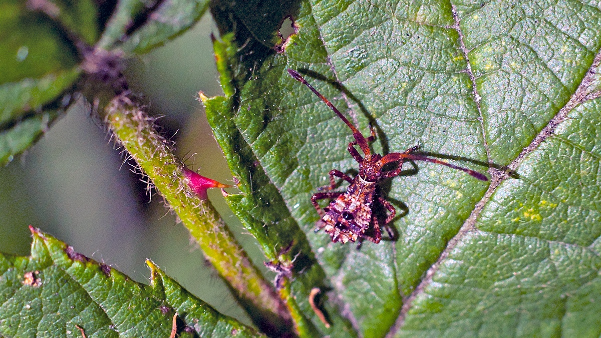 Dock Bug [Coreus marginatus]