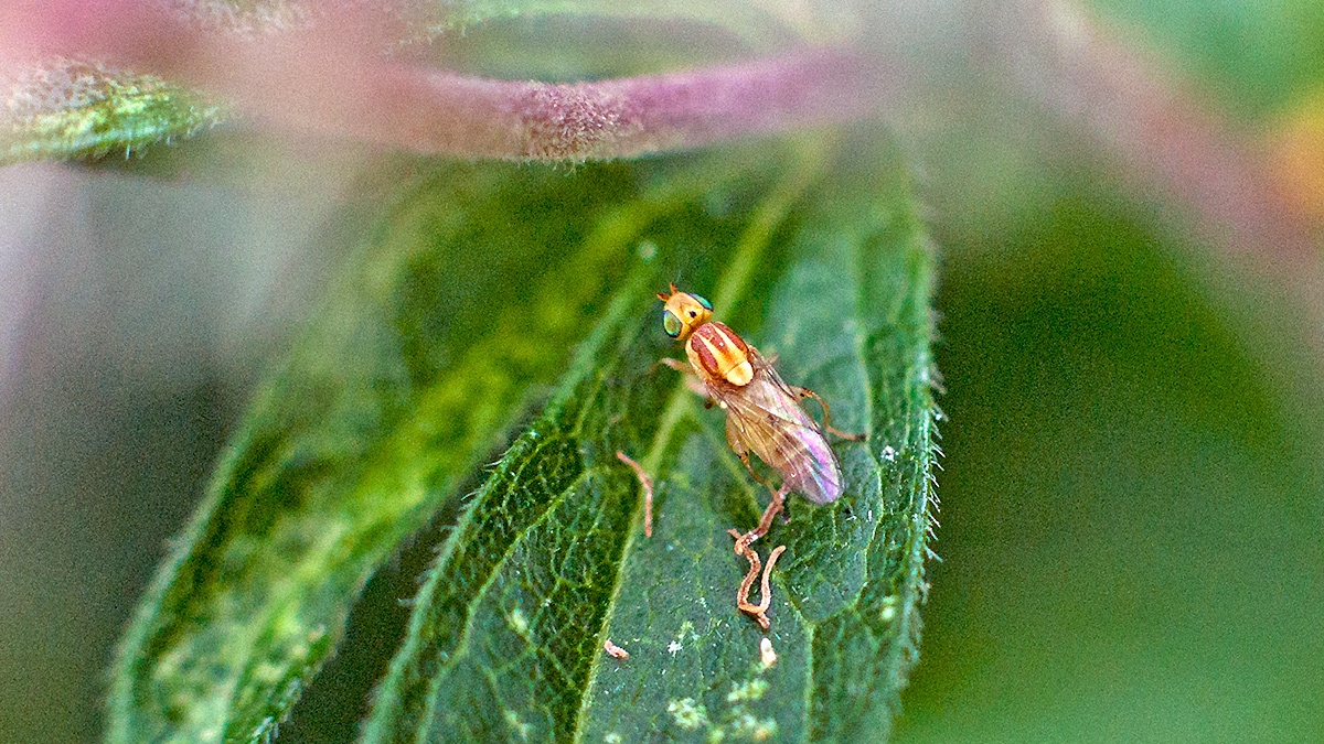 grass fly [Meromyza sp.]