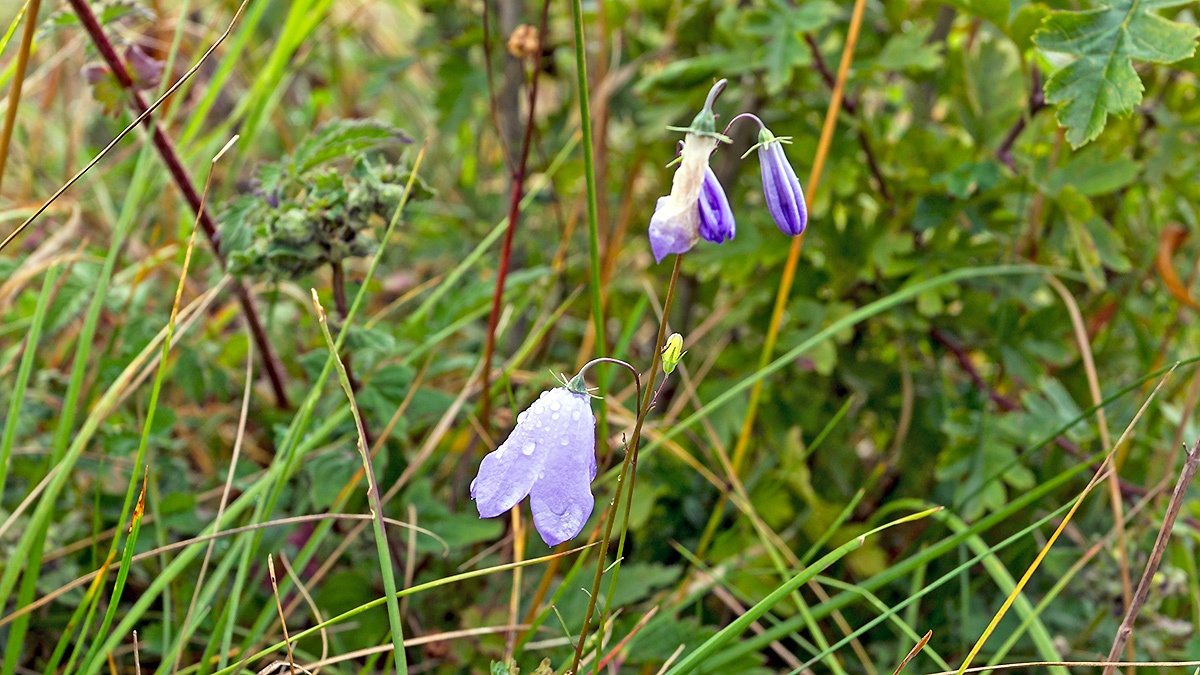 Common Harebell [Campanula rotundifolia]