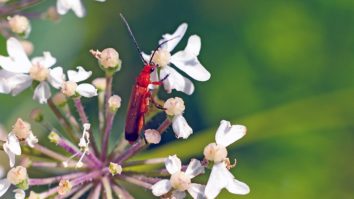 Common Red Soldier Beetle [Rhagonycha fulva]