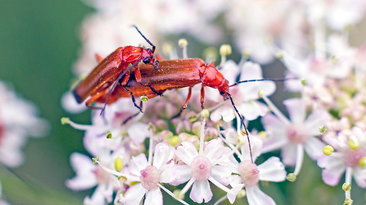 Common Red Soldier Beetle [Rhagonycha fulva]