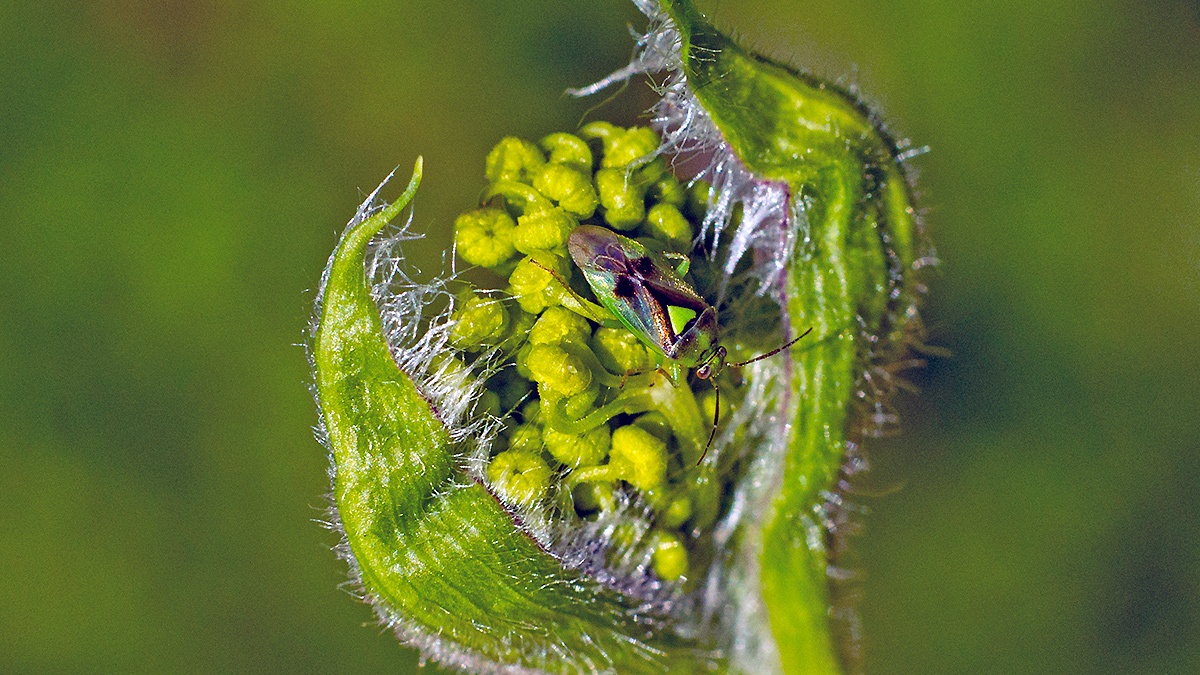 mirid bug [Orthops campestris]