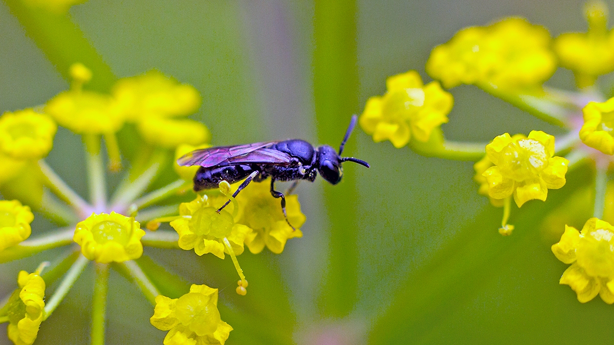 Common Yellow-face Bee [Hylaeus communis]