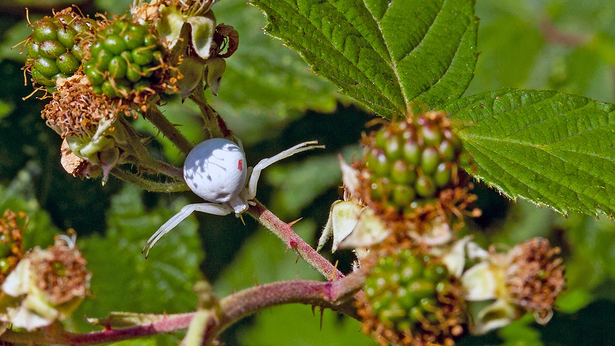 Flower Crab Spider [Misumena vatia]