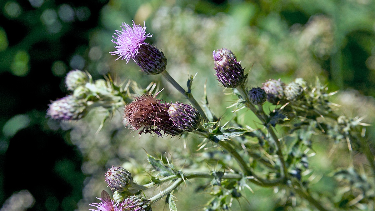 Creeping Thistle [Cirsium arvense]