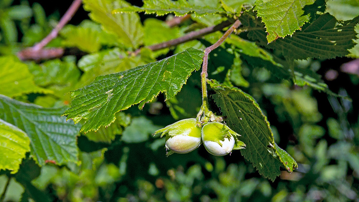 Common Hazel [Corylus avellana]