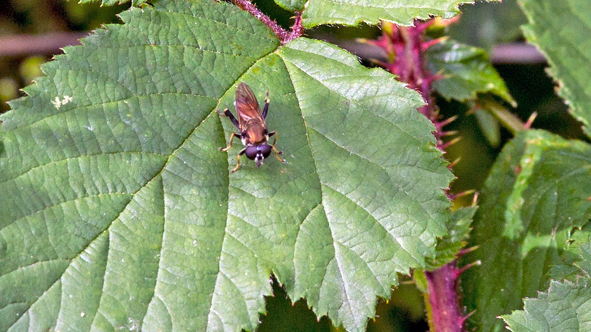 Orange-belted Leafwalker [Xylota segnis]