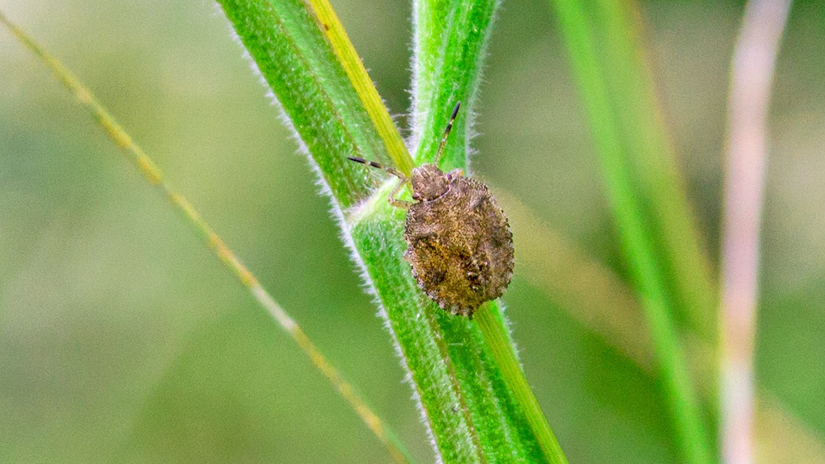 Hairy Shieldbug [Dolycoris baccarum]