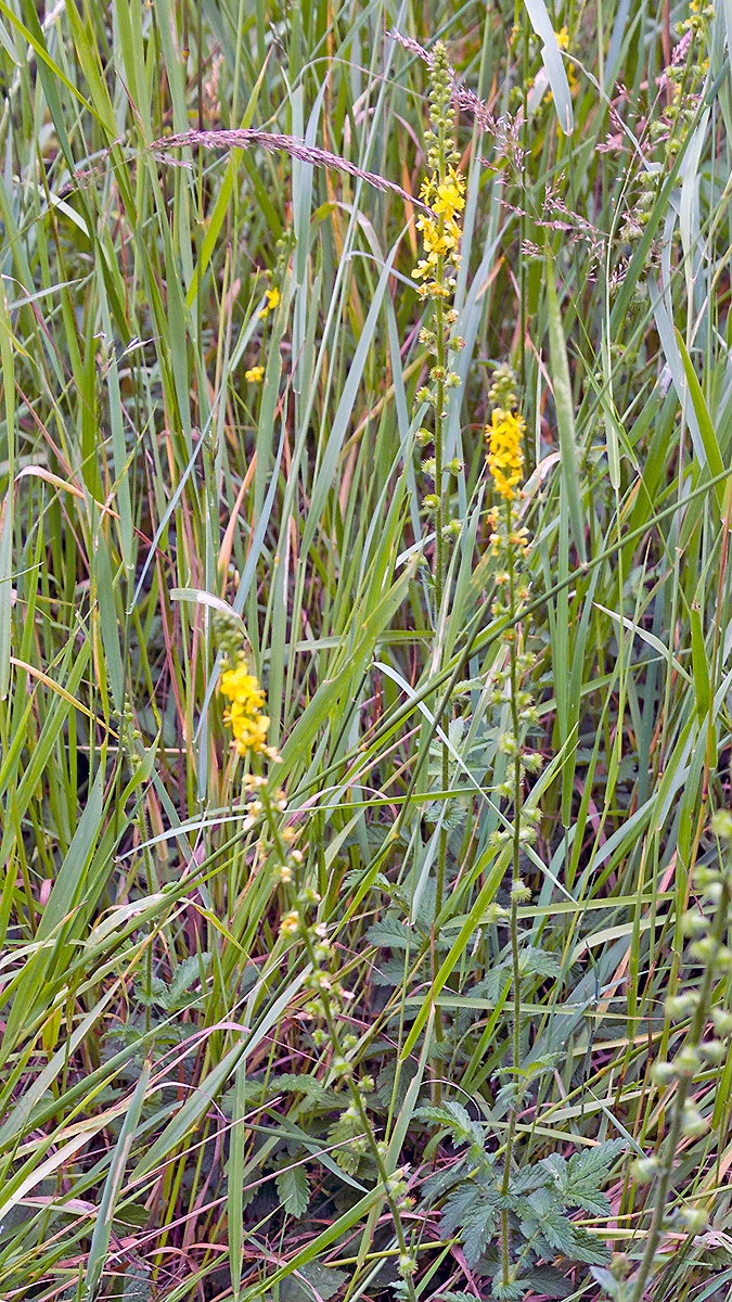 Common Agrimony [Agrimonia eupatoria]