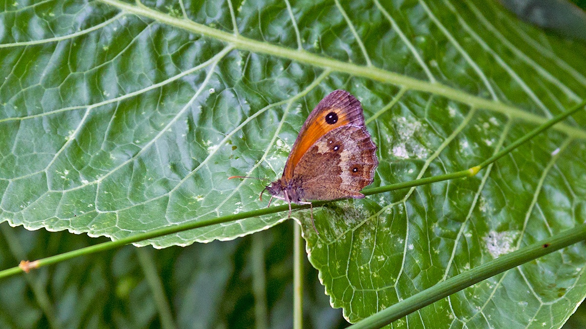 Gatekeeper [Pyronia tithonus]