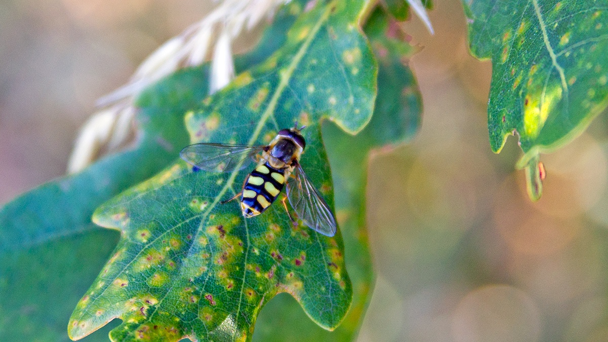 Black-tailed Aphideater [Eupeodes luniger]