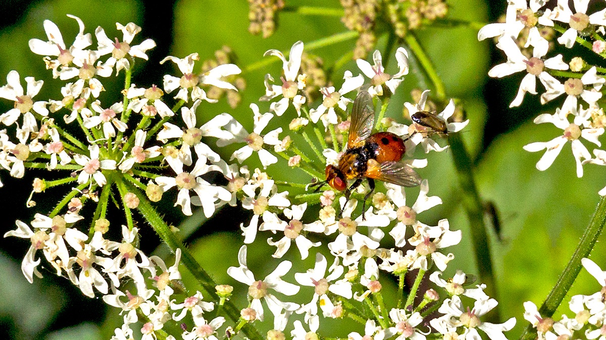 Ladybird Fly [Gymnosoma rotundatum]