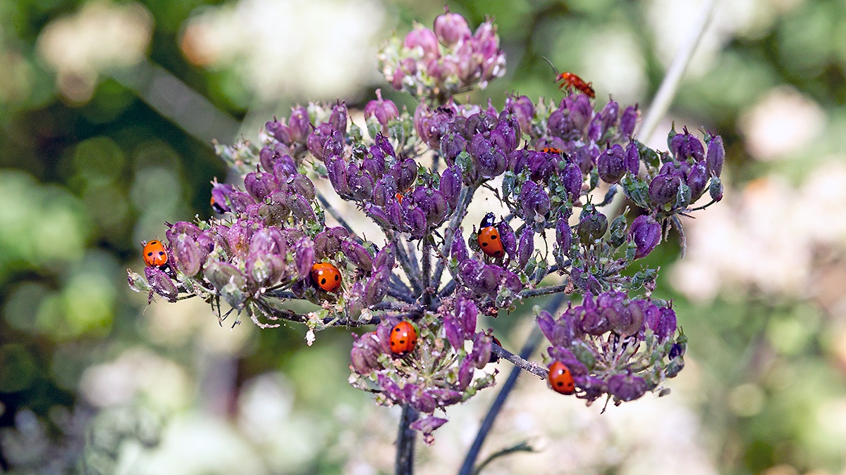 7-spot Ladybird [Coccinella septempunctata]