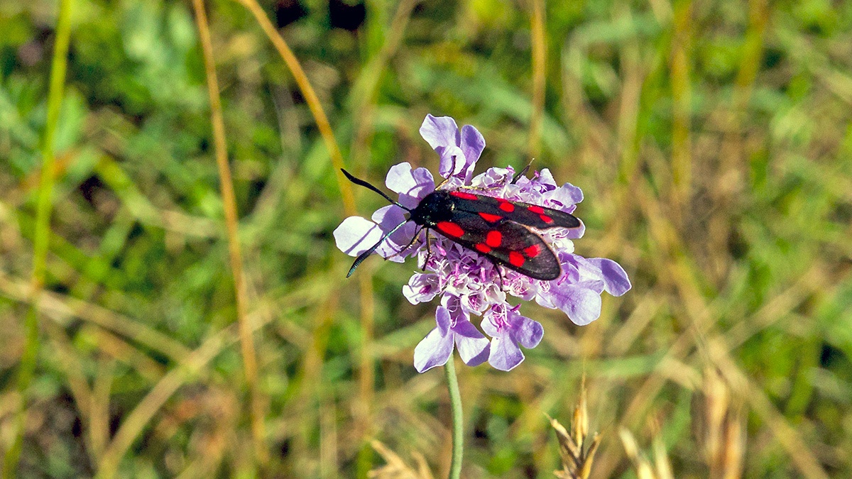Six-spot Burnet [Zygaena filipendulae]