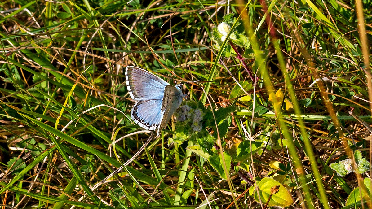 Chalkhill Blue [Lysandra coridon]