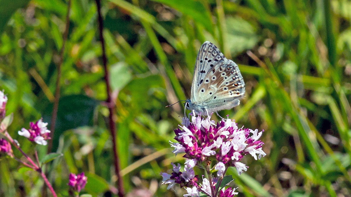 Chalkhill Blue [Lysandra coridon]