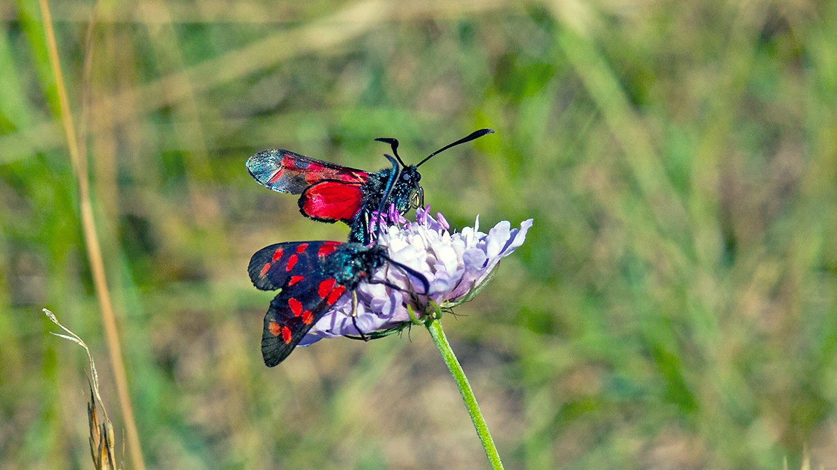 Six-spot Burnet [Zygaena filipendulae]
