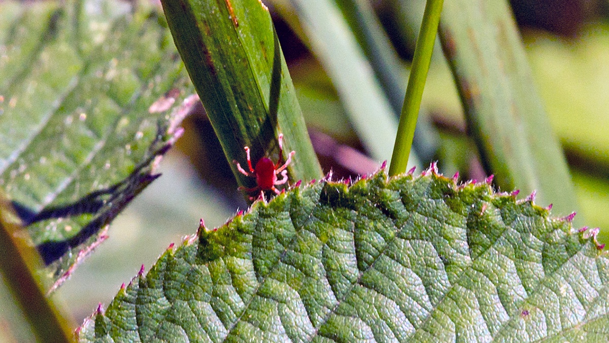 red velvet mite [Trombidiidae sp.]