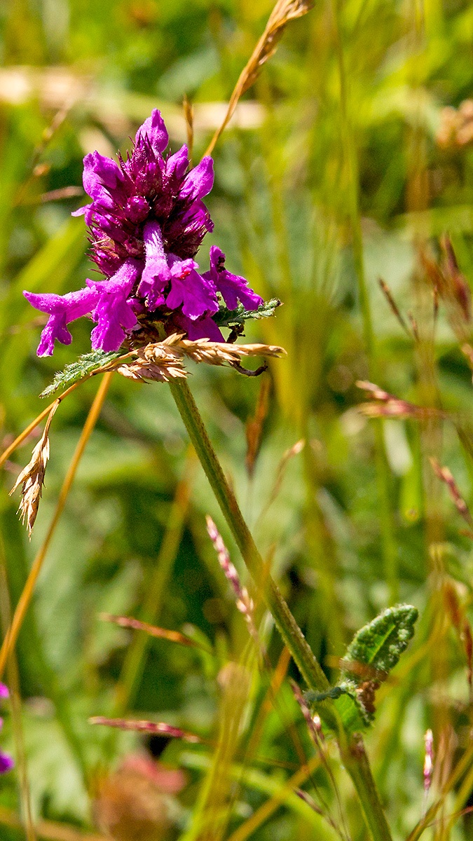 Betony [Betonica officinalis]