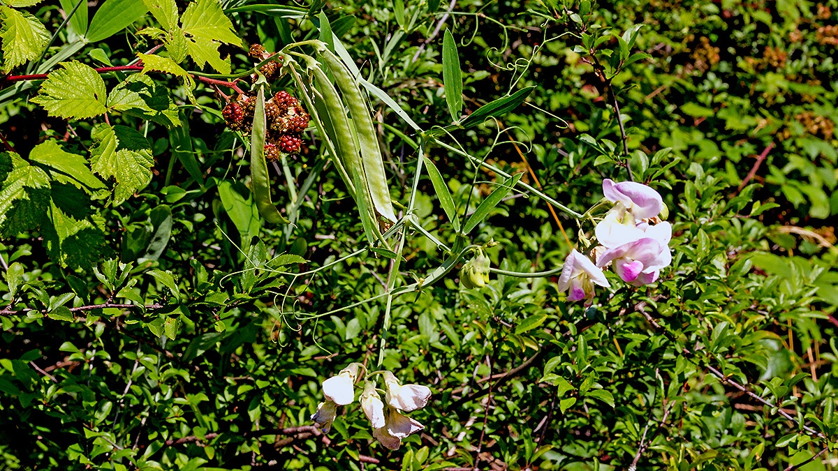 Broad-leaved Everlasting Pea [Lathyrus latifolius]