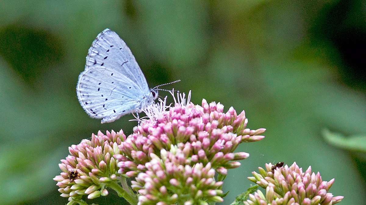 Holly Blue [Celastrina argiolus britanna]