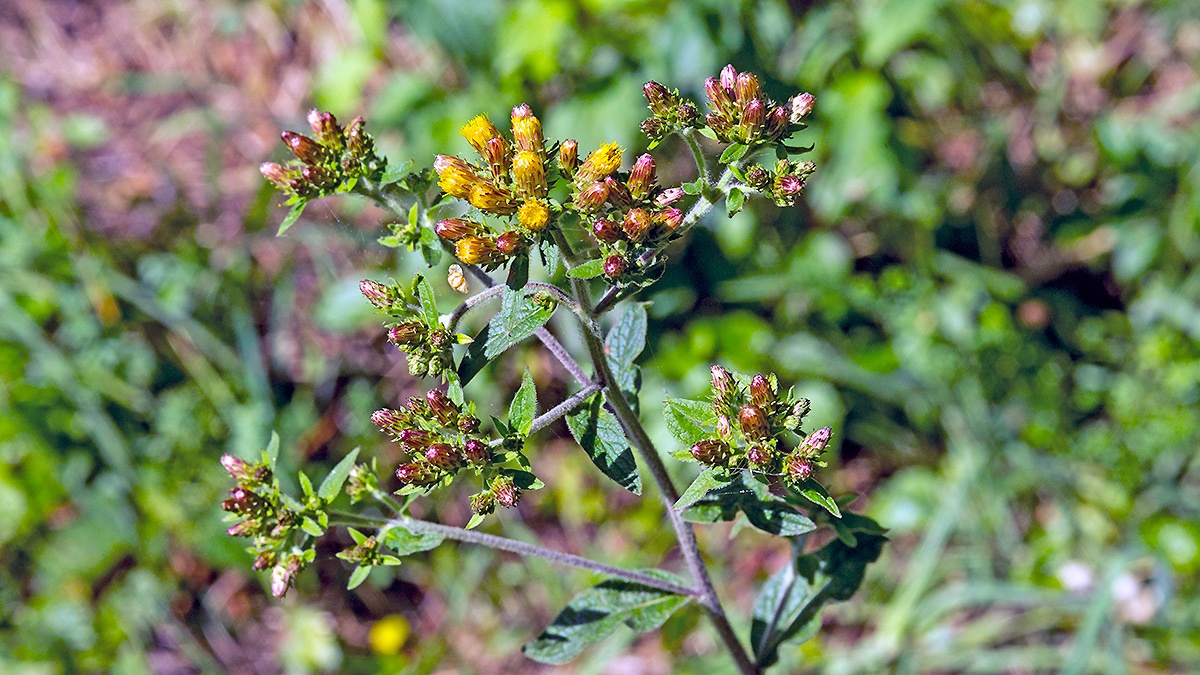 Ploughman's Spikenard [Pentanema squarrosum]