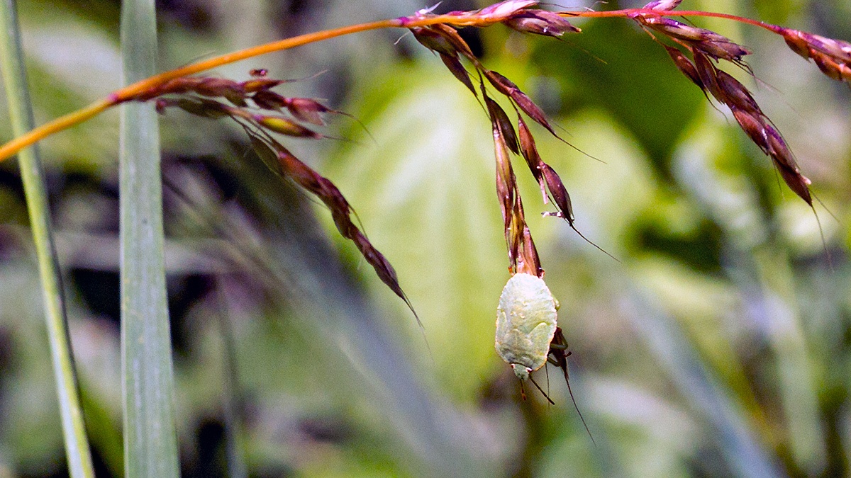 Green Shieldbug [Palomena prasina]