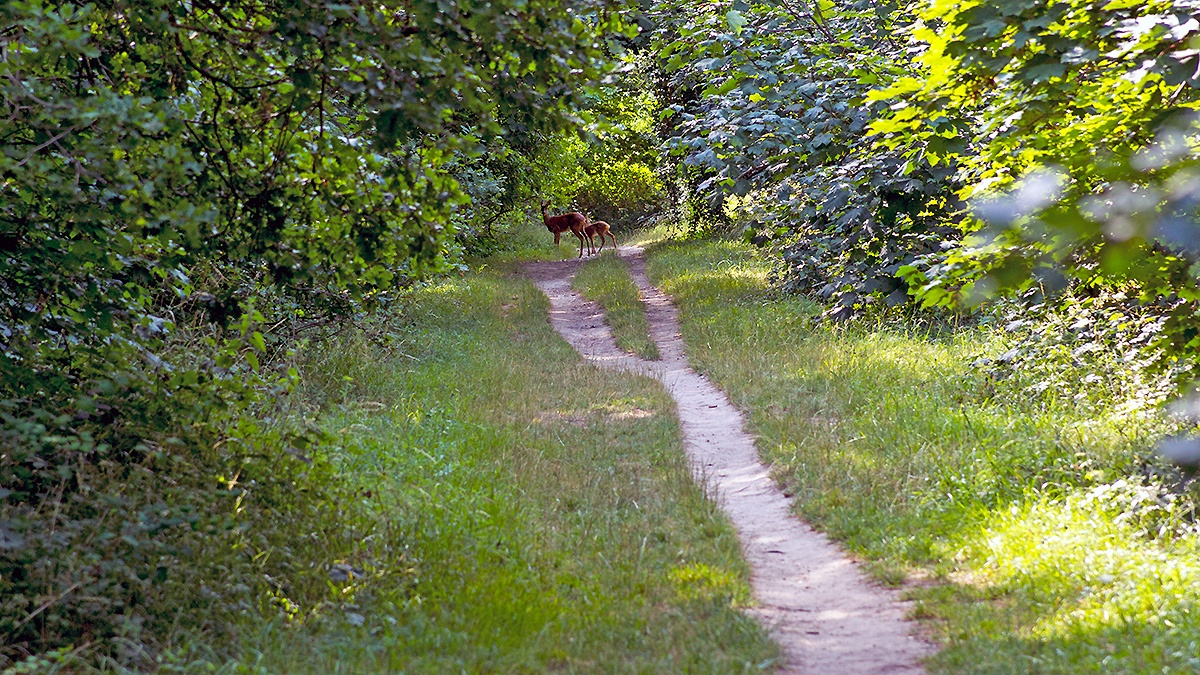 Western Roe Deer [Capreolus capreolus capreolus]
