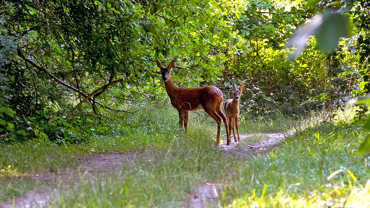 Western Roe Deer [Capreolus capreolus capreolus]