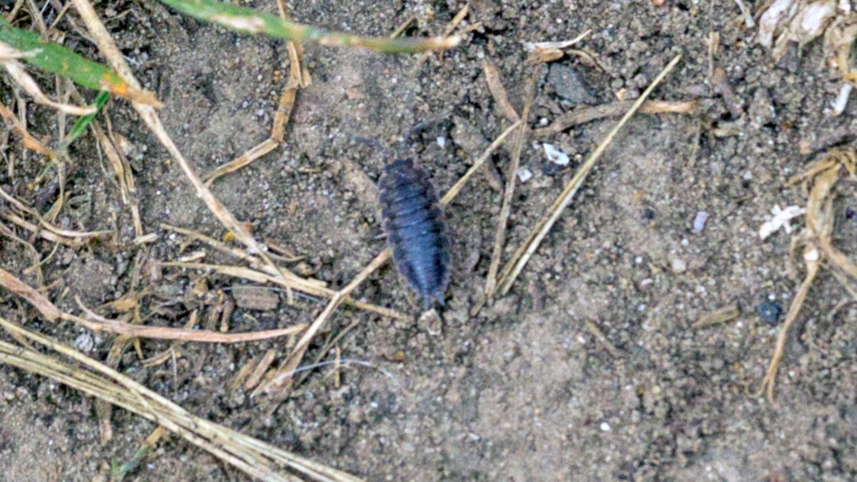 Common Rough Woodlouse [Porcellio scaber]