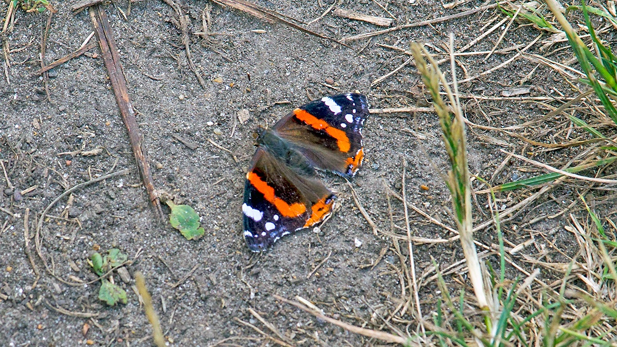 Red Admiral [Vanessa atalanta]