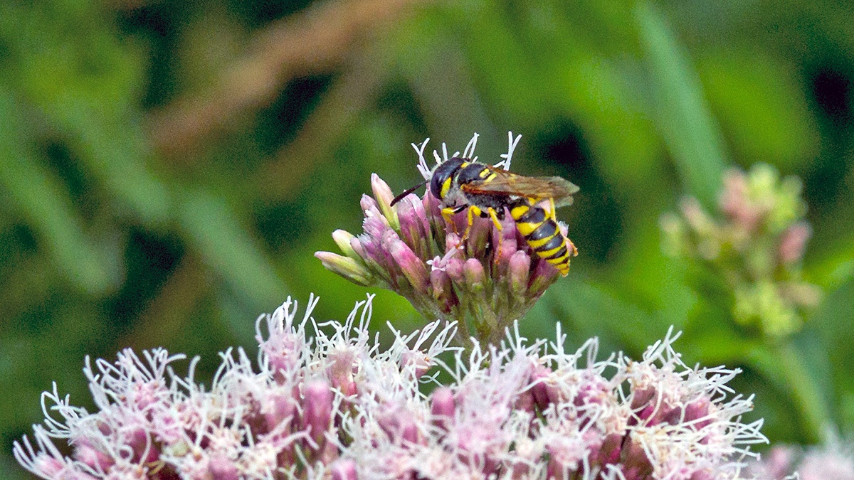 European Beewolf [Philanthus triangulum]
