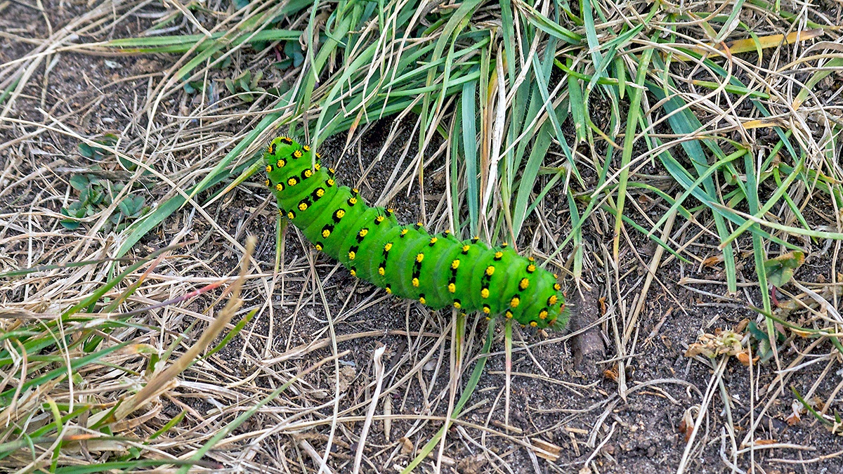 Small Emperor Moth [Saturnia pavonia]