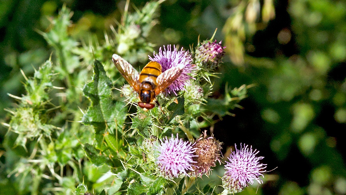 Lesser Hornet Hoverfly [Volucella inanis]