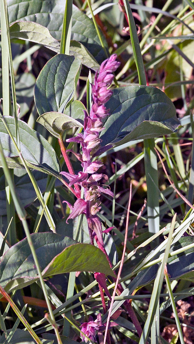 Red Bartsia [Odontites vernus]