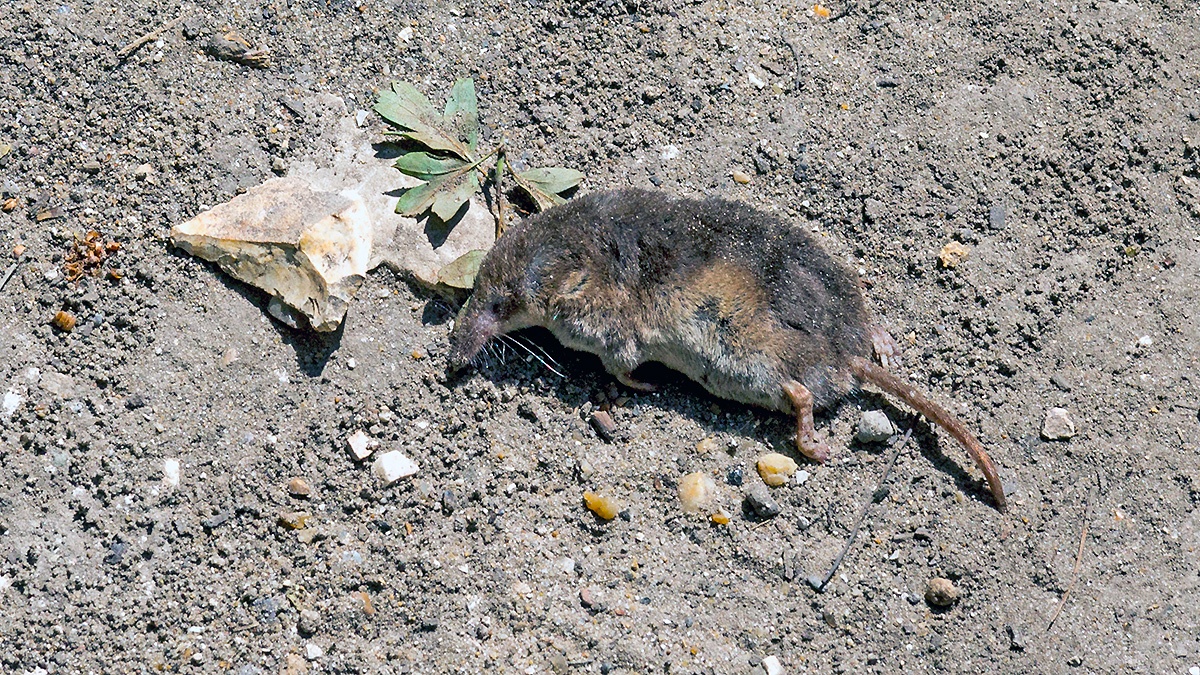 Common Shrew [Sorex araneus]