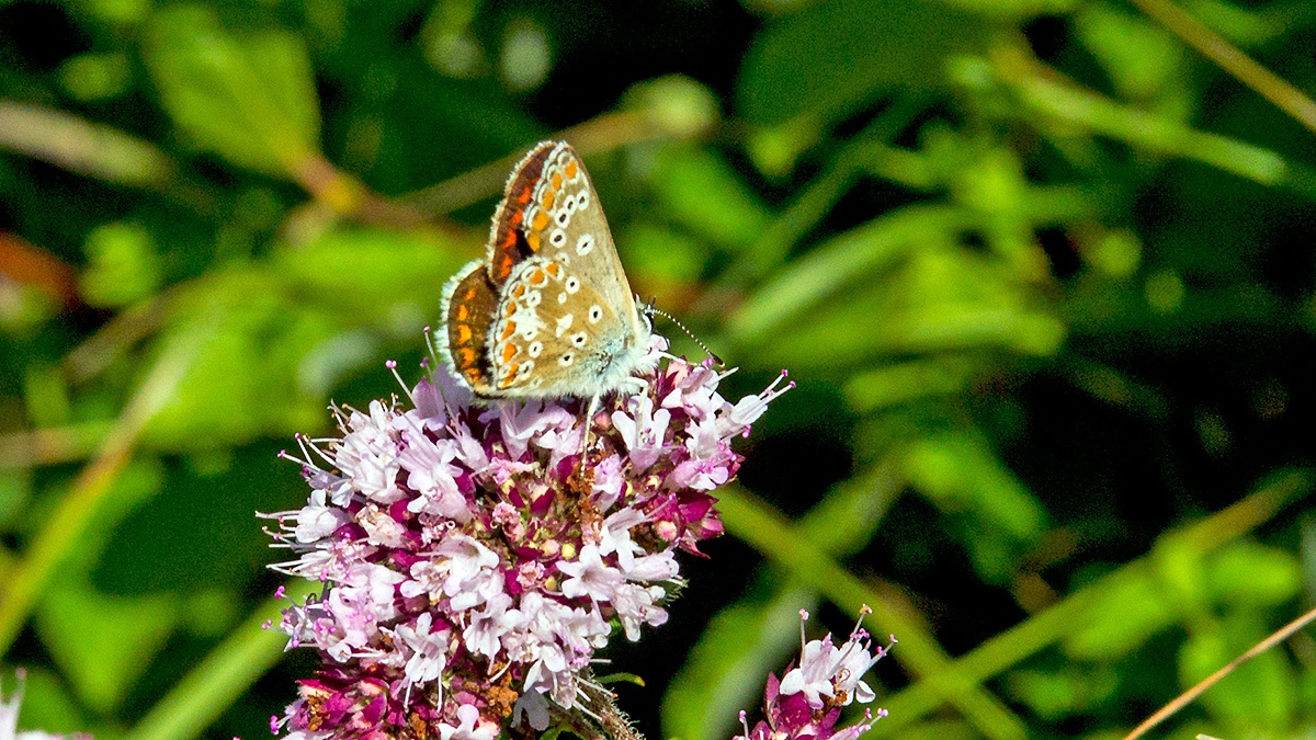 Brown Argus [Aricia agestis]