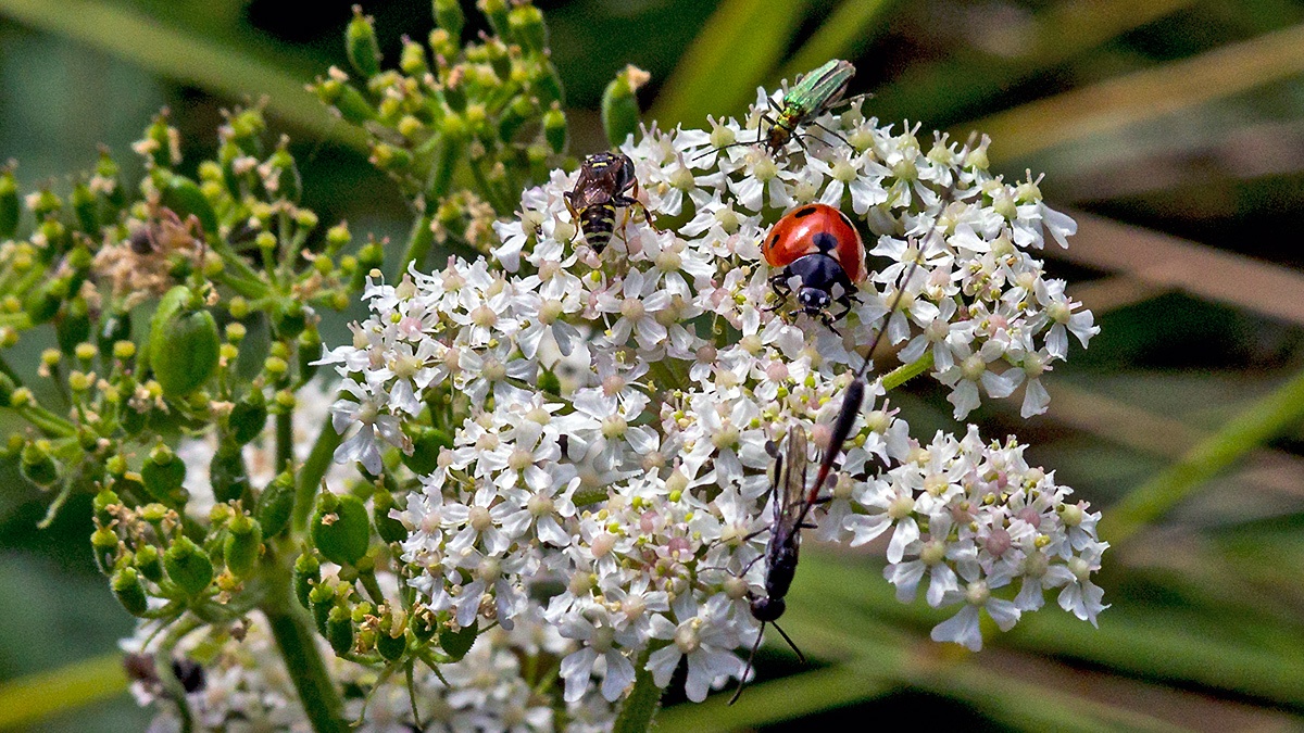 Sharp-shouldered Fly Fox, Greater Pennant Wasp, 7-spot Ladybird and Thick-legged Flower Beetle