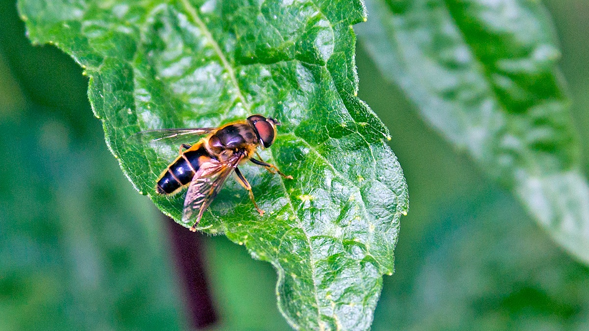 Tapered Drone Fly [Eristalis pertinax]