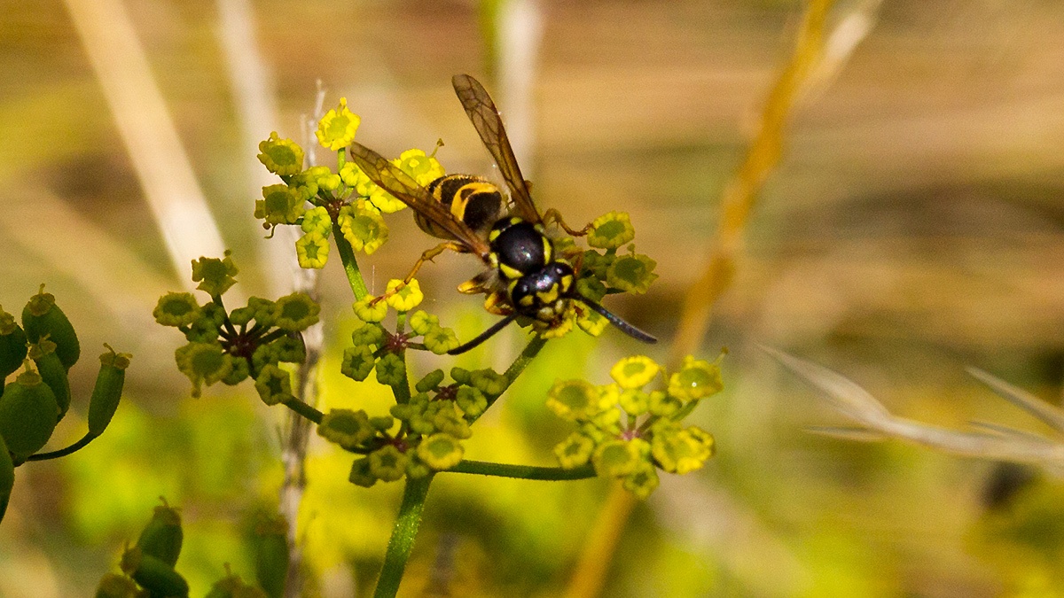 German Wasp [Vespula germanica]